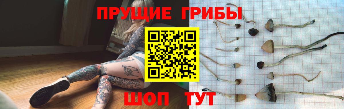 Дербент  Галлюциногенные грибы Psilocybine cubensis  Вход с VPN 